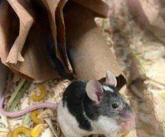 3 Gorgeous male fancy mice