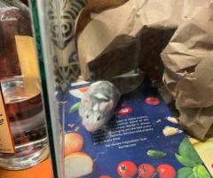 3 Gorgeous male fancy mice