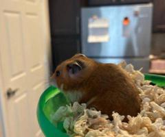 Sweet Female Teddy Bear Hamster