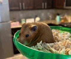 Sweet Female Teddy Bear Hamster