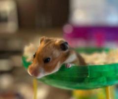 Sweet Female Teddy Bear Hamster