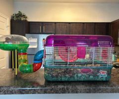 Sweet Female Teddy Bear Hamster