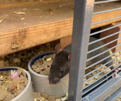 Friendly Fancy Rats for Sale - Male Rats Available