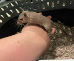 3 Baby Gerbils – Friendly & Fun to Watch – $5 Each