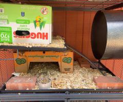 Friendly Fancy Rats for Sale - Male Rats Available