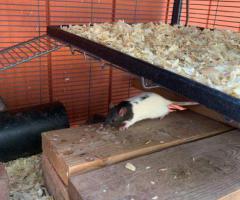 Friendly Fancy Rats for Sale - Male Rats Available