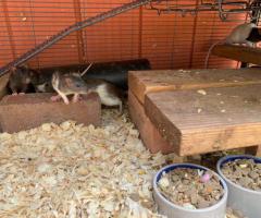 Friendly Fancy Rats for Sale - Male Rats Available