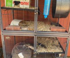 Friendly Fancy Rats for Sale - Male Rats Available - 6