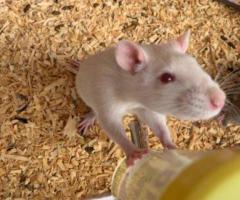 Friendly Fancy Rats for Sale - Male Rats Available - 7