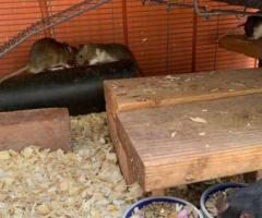 Friendly Fancy Rats for Sale - Male Rats Available - 8