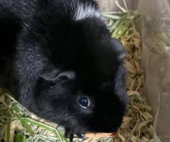 Male Teddy Guinea Pig for Rehoming - Complete Setup Included