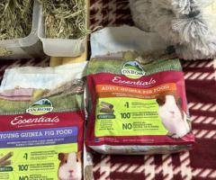 Male Teddy Guinea Pig for Rehoming - Complete Setup Included