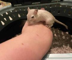 3 Baby Gerbils – Friendly & Fun to Watch – $5 Each