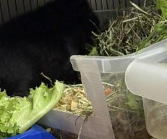 Male Teddy Guinea Pig for Rehoming - Complete Setup Included