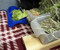 Male Teddy Guinea Pig for Rehoming - Complete Setup Included - 6