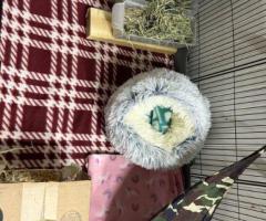 Male Teddy Guinea Pig for Rehoming - Complete Setup Included - 8