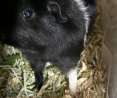 Male Teddy Guinea Pig for Rehoming - Complete Setup Included - 10