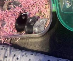 4 Friendly Pet Mice for Sale with Complete Setup