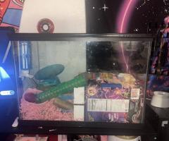 4 Friendly Pet Mice for Sale with Complete Setup