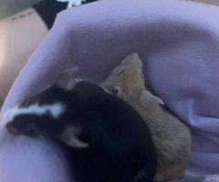 4 Friendly Pet Mice for Sale with Complete Setup