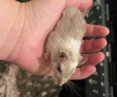 3 Baby Gerbils – Friendly & Fun to Watch – $5 Each