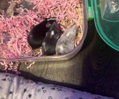 4 Friendly Pet Mice for Sale with Complete Setup