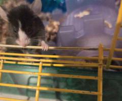 2 Friendly Female Pet Mice + Complete Habitat & Supplies