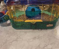 2 Friendly Female Pet Mice + Complete Habitat & Supplies