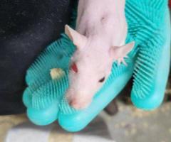 Feeder & Fancy Rats/Mice for Sale