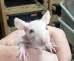 Feeder & Fancy Rats/Mice for Sale