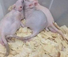 Feeder & Fancy Rats/Mice for Sale