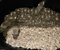 3 Baby Gerbils – Friendly & Fun to Watch – $5 Each