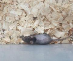 Feeder & Fancy Rats/Mice for Sale - 7