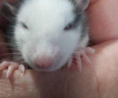 Feeder & Fancy Rats/Mice for Sale - 8