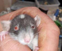 Feeder & Fancy Rats/Mice for Sale - 9