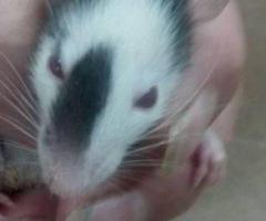 Feeder & Fancy Rats/Mice for Sale - 10