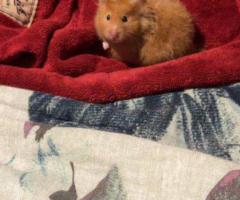 Yoshi the Syrian Hamster