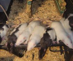 XL Female Rats & 3 XXL Albino Males