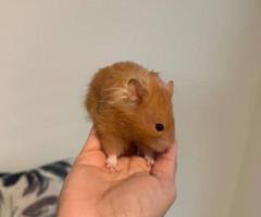 Yoshi the Syrian Hamster