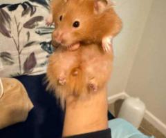 Yoshi the Syrian Hamster