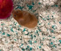 Yoshi the Syrian Hamster