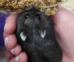 Princess – 6mo Dwarf Hamster with Full Setup