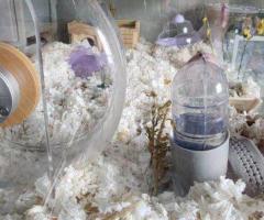 Princess – 6mo Dwarf Hamster with Full Setup