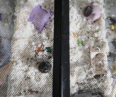 Princess – 6mo Dwarf Hamster with Full Setup