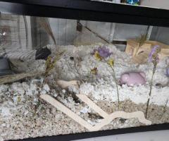 Princess – 6mo Dwarf Hamster with Full Setup