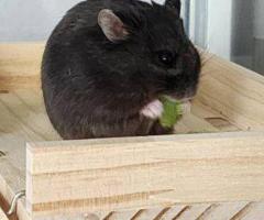Princess – 6mo Dwarf Hamster with Full Setup - 6
