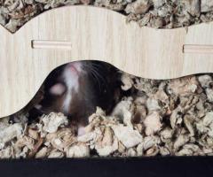 Princess – 6mo Dwarf Hamster with Full Setup - 7