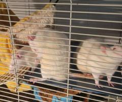 XL Female Rats & 3 XXL Albino Males