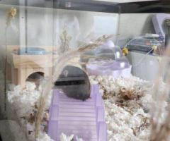 Princess – 6mo Dwarf Hamster with Full Setup - 8