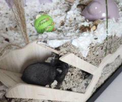 Princess – 6mo Dwarf Hamster with Full Setup - 9